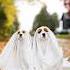 The Cutest And Cheapest Halloween Costume For Your Dog Dogcostume Halloween Cavalierkingcharles