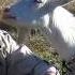 All About Goats I Want To Get A Goat For Beginners Goat Breeders