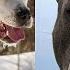 Питбуль против Алабай КТО СИЛЬНЕЕ Pittbull VS Alabay WHO IS STRONGER