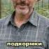 Зачем нужна сода огурцам огурцы огород сад дача