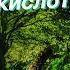 Что такое кислотный дождь
