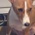 Talkative Basenji Dog Lets Us Know What S On Her Mind