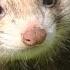 Polecat Wild Ferret Vs Snake Express Documentary