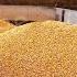 American Farmers Produce 383 9 Million Tons Of Corn This Way American Farming