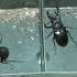 Lucanus Cervus Cervus Catch Of The Day Fang Des Tages