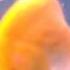 Goldfish Gangnam Style
