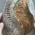 Whole Grain Sourdough Loaf Bread Sourdough Health Pattern Organic Healthy Art