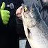 Drano Lake Columbia River Spring Chinook Salmon Fishing