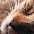 Relaxing Music For Cats LIVE 24 7 Peaceful Piano Music With Cat Purring Sounds