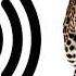 Leopard Sound Effect ProSounds