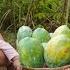 Harvesting Papaya To Sell At The Market It S Even More Difficult When Your Child Is Sick