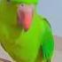 Habibi Song Parrot Video Shorts