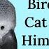 Bird Trying To Get Cats Attention Birds Animals Pets Funny Youtube Fyp Cute Fun Lol Love