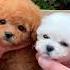 This Robot Puppy Is So Cute And Realistic