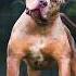 Alabai Vs Pitbull Kangal Dog Americanbully Kangal Dogbreed Pitbullegatos Alabai Pitbull