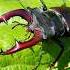 A Real Royal Beetle With Horns Instead Of A Crown