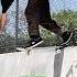 Scape Destroy Pasadena Barrier Scapeanddestroy Skateboarding Shorts Fyp