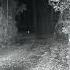 Bigfoot On Trail Camera Throwing A Rock At A Skunk Squatch Watchers Short Rewind