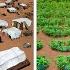 How Refugees Are Greening The Edge Of The Sahara