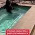 Bear Cools Off In California Swimming Pool