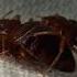 Rigid Breeding Strategy Bed Bugs