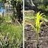 MAJOR SWEETCORN FAIL ALLOTMENT GARDENING UK