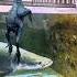 Black Chicken For Arapaima Shorts Ytshort Arapaima Viralshort Monsterfish Aquarium
