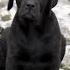 One Month Vs One Year Labrador Transformation Pets Feed Dog Shots Cute Love Doglover Pets