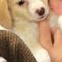Drunk Girls Get Surprised With Puppies