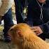 Tourists Are Very Excited To Meet Monkey Kaka