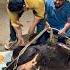 Rescued Injured Calf Undergone Cloven Hoof Injury Gauseva Jai Gaumata Gaumata Ki Seva