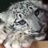 So Adorable Snow Leopard