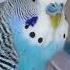 Budgie Sounds For Lonely Budgies At Home