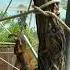 Why Monkeys Are Actually Very Sad