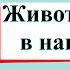 Животноводство в нашем крае Окружающий мир 4 класс 1 часть Учебник А Плешаков стр 195 203