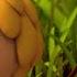 Queen S Scepter Part 3 Maya The Bee