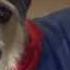 A Doggy Halloween Celebration Dogs Go Trick Or Treating