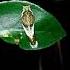 Beautiful Butterfly Caterpillar At Night Time Common Mormon Butterfly Shorts