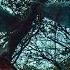 Siren Head In Creepy Forest