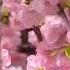 Spring Waltz Symphony Chopin Classic Relax Music