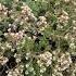 Kiwi Aeonium Light Purple Geranium Lavender Hot Pink Lantana 獼猴桃蓮花掌 淡紫色天竺葵 薰衣草 粉紅馬纓丹