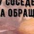 Лает собака у соседей что делать и куда обращаться