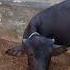 My New Buffalo SAAD ABBASS JINDA VLOG Cow Religion Cover Cow Childrenssong Music Cow