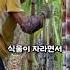 사탕수수 재배의 비밀 심기부터 성장까지의 놀라운 과정