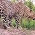 Baby Leopard Roaring Vs Adult Leopard Roaring Animals Wildlife Lion Edit Leopard Funny