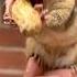 Cute Chipmunk Is Struggling With Peanut Shorts Tiktokviral Chipmunks