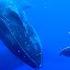 Swim With Whales Consciously Moorea Blue Invitation