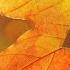 Autumn Leaves Instrumental Music Relax Sleep Work Instrumental Music