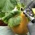 Measure The Sweetness Level Of Melons With A Refractometer Asmr Gardening Melon Asmrsounds L