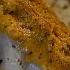 Catch And Cook Foraging Coastal Southern California For Sea Urchin Scallops And Reef Fish